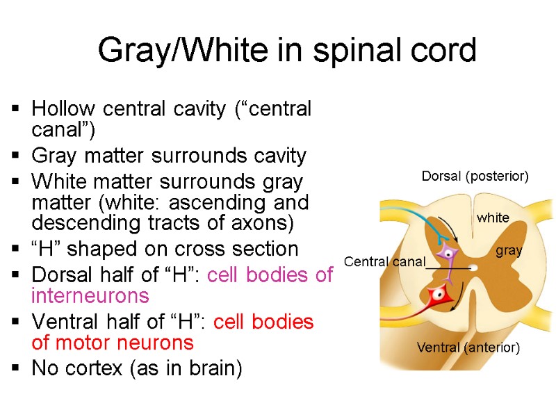 Gray/White in spinal cord Hollow central cavity (“central canal”) Gray matter surrounds cavity White